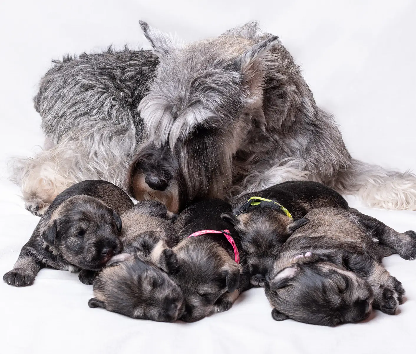 dog with puppies