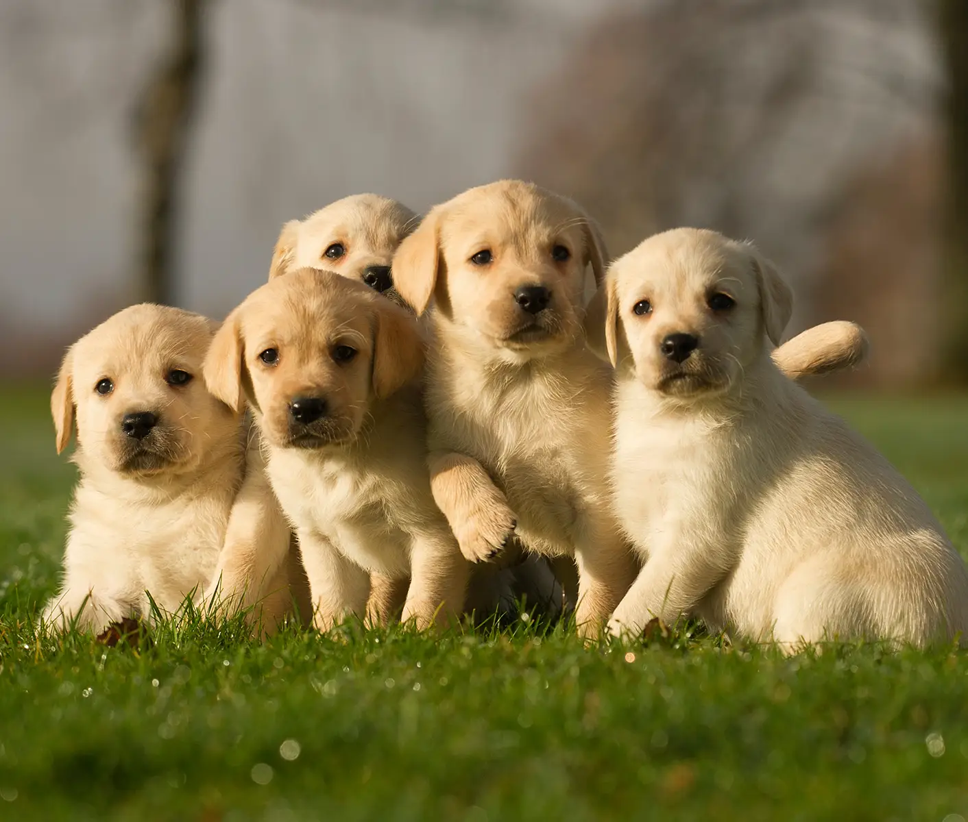 puppies