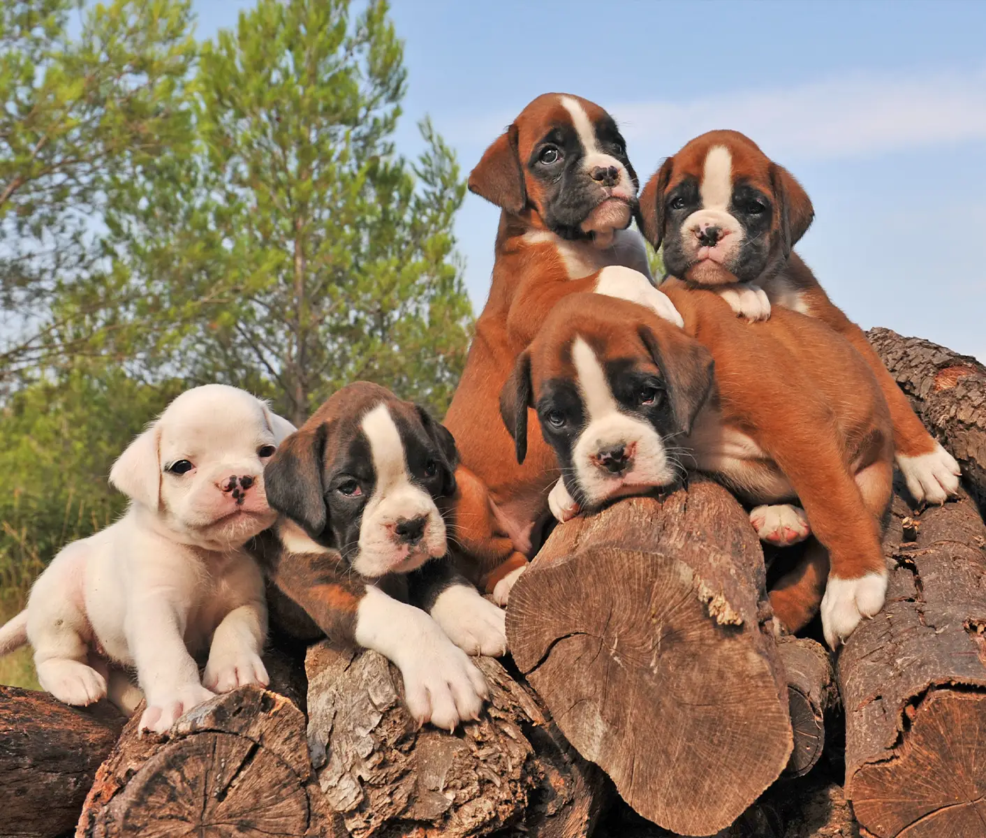 dogs