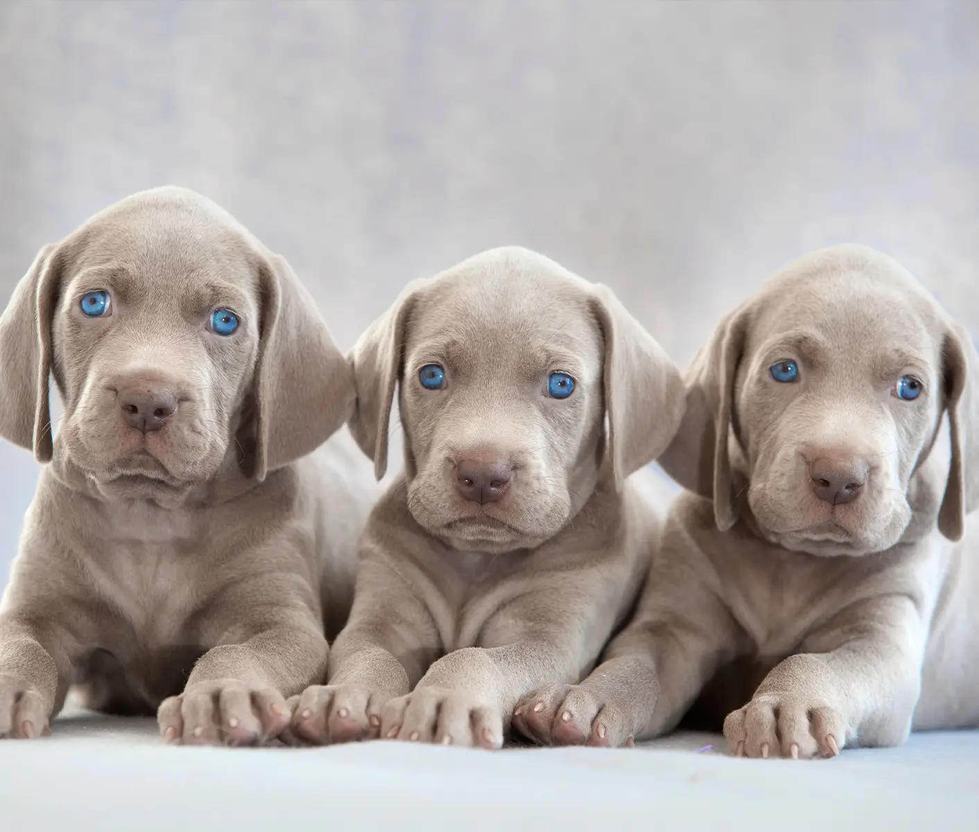 3 puppies