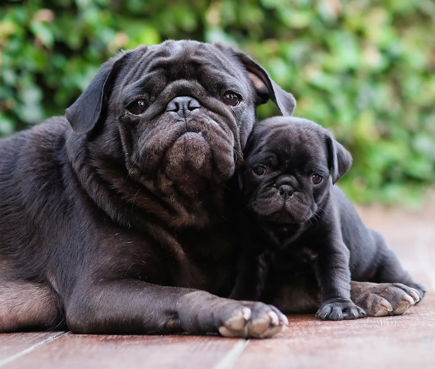 dog with puppy