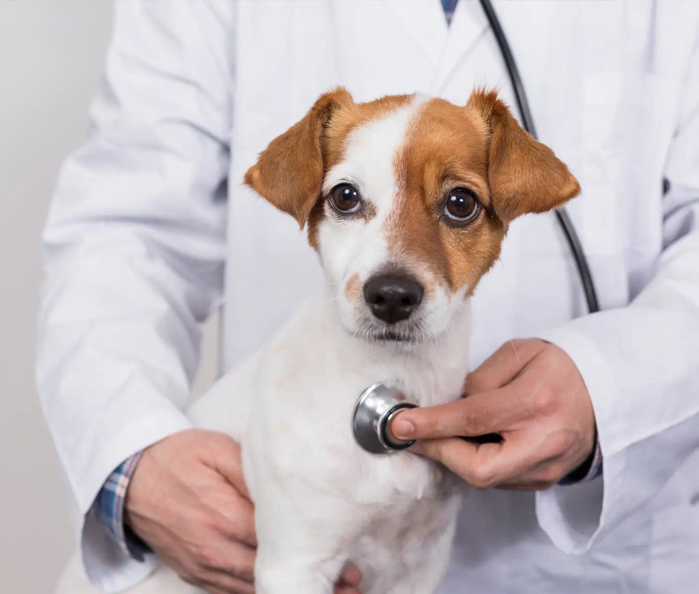 puppy at vet