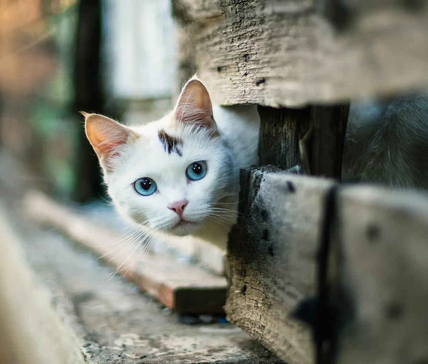 cat outside