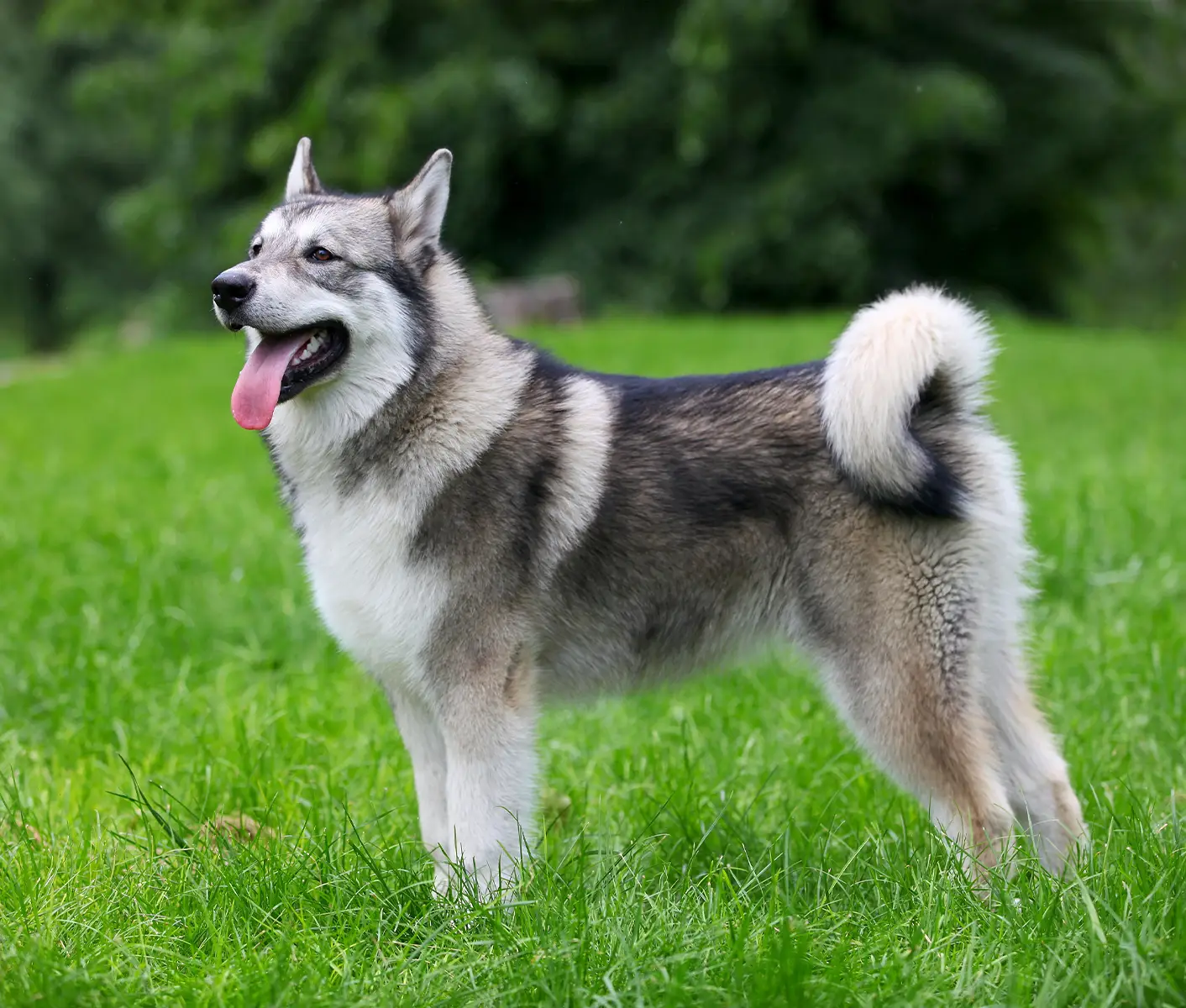 dog in grass