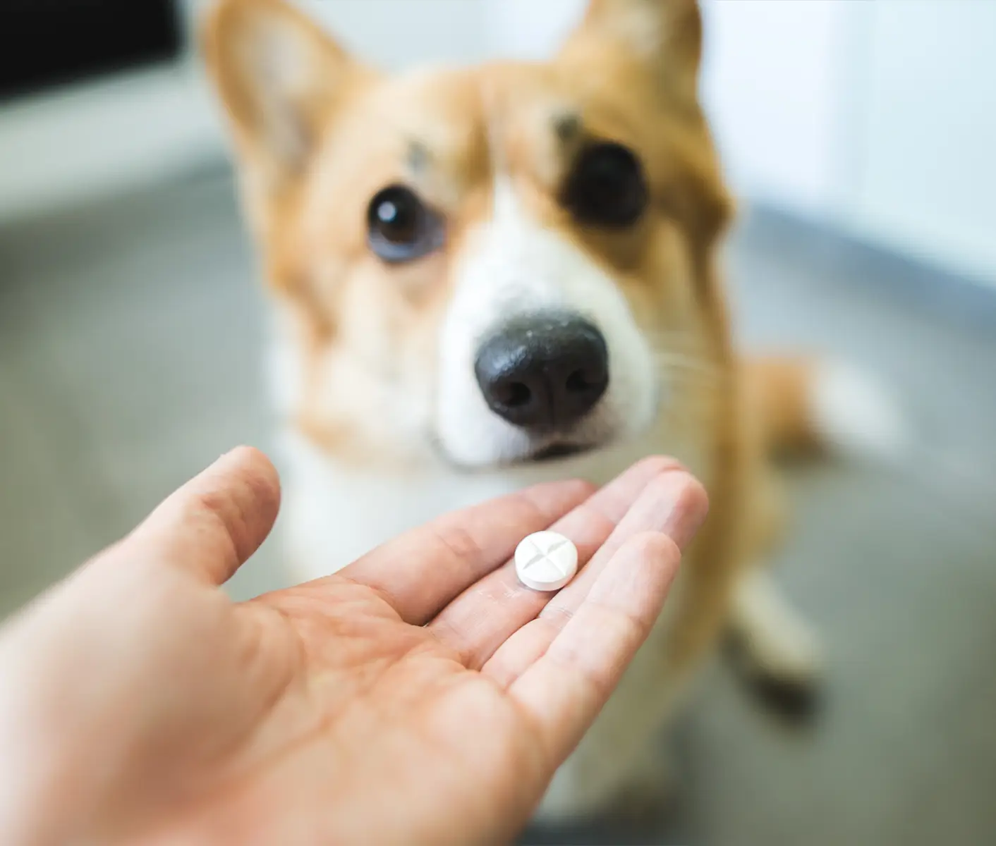 dog