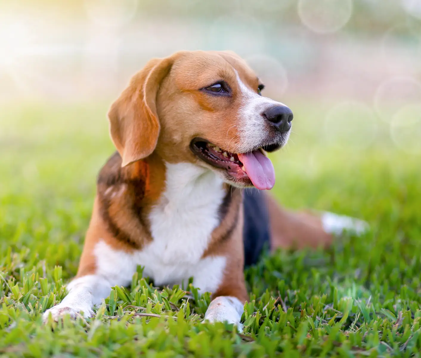 dog in grass