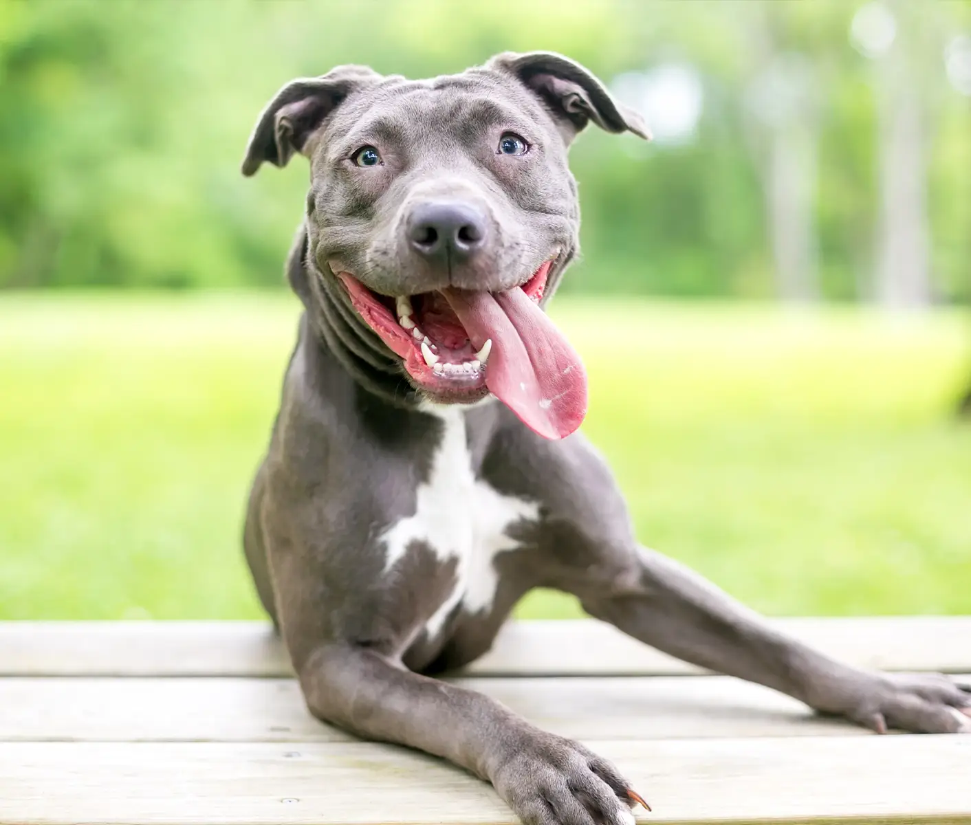 dog