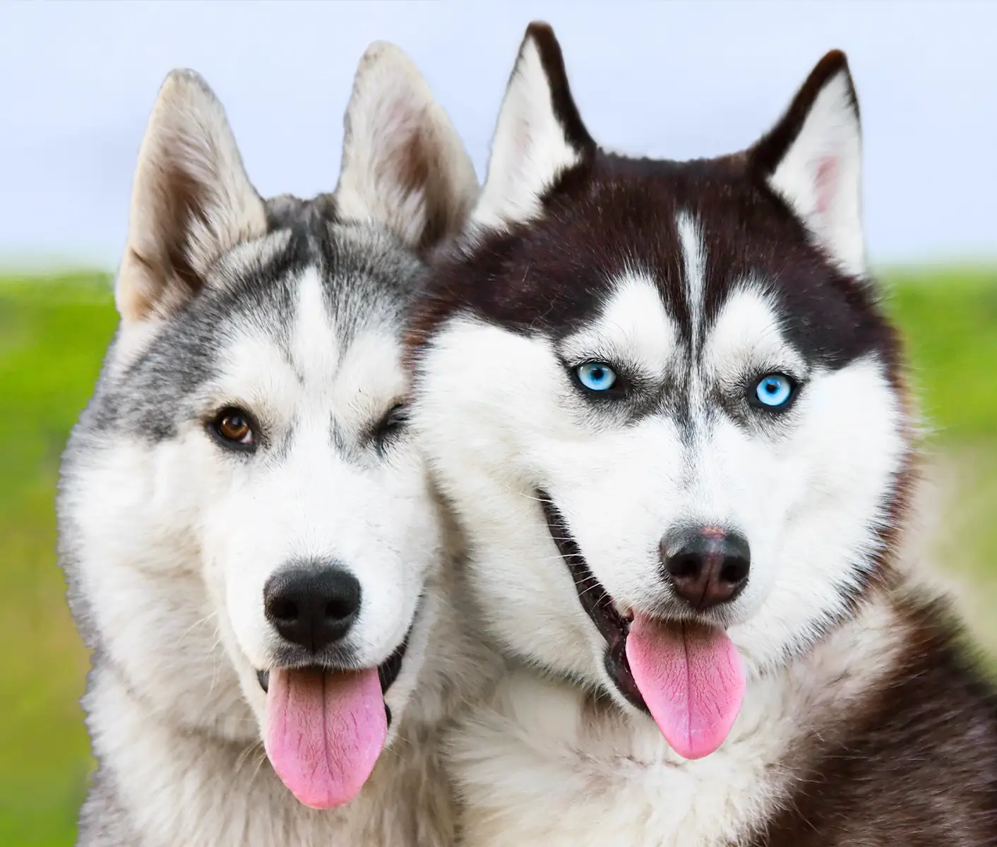 two dogs