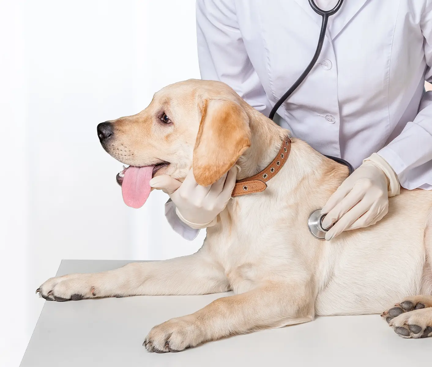 dog at vet