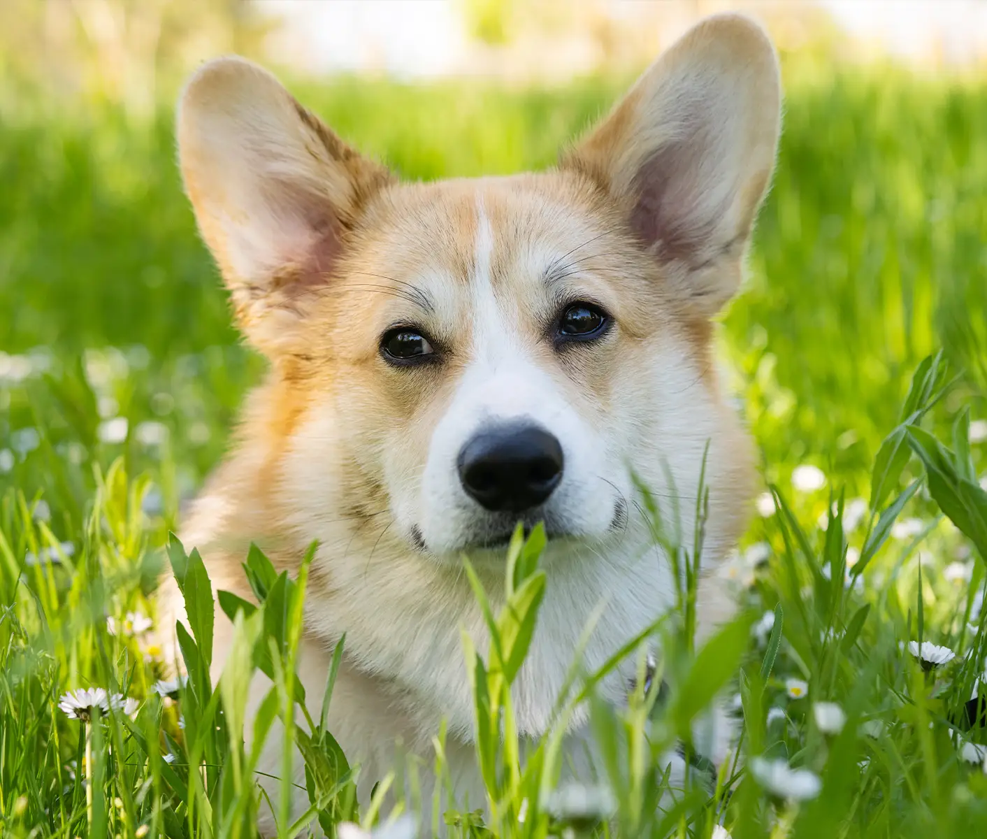 dog in grass
