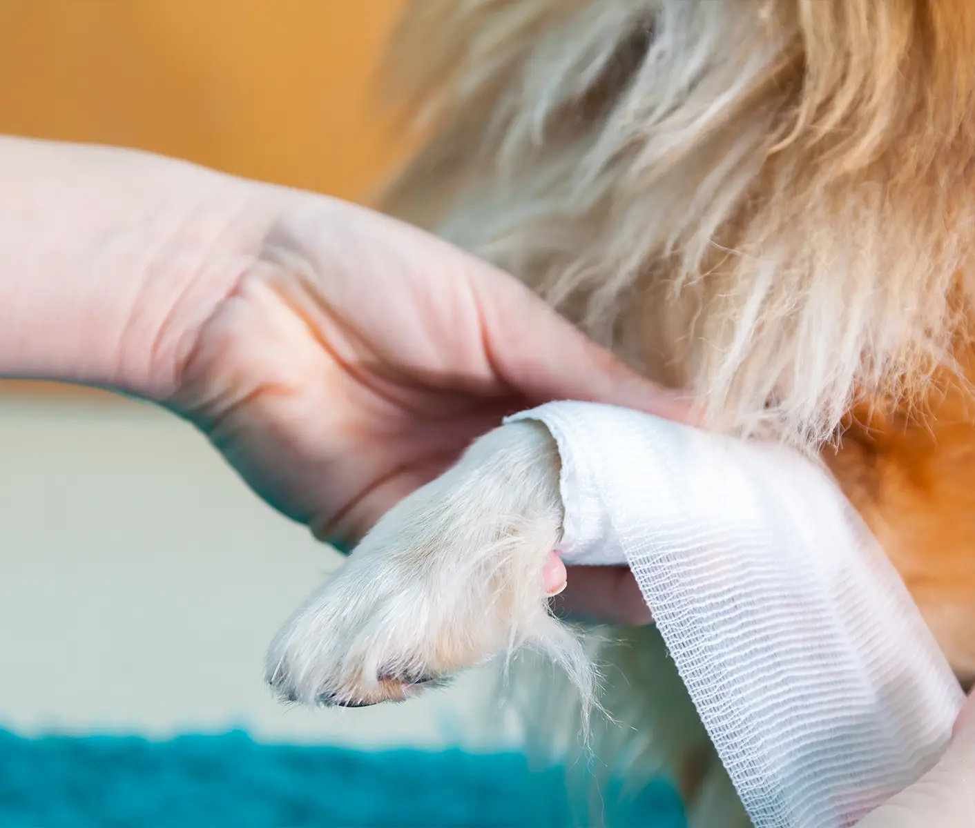 dog with bandage
