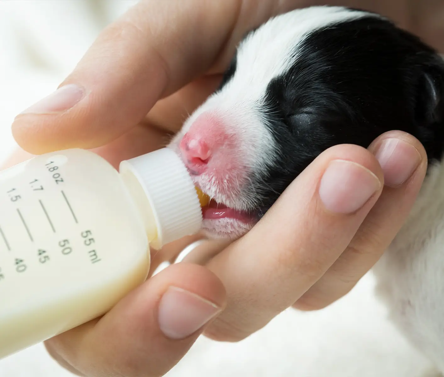 puppy drinking milk
