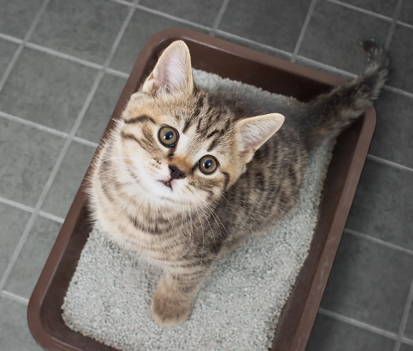 cat in litter box