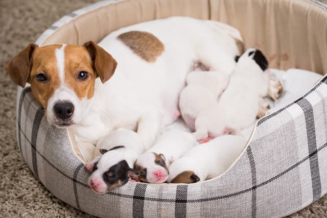 dog feeds the puppies, Jack Russell Terrier