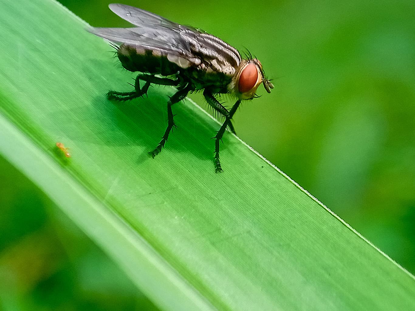hominivorax, the New World screw-worm fly, or screw-worm for short