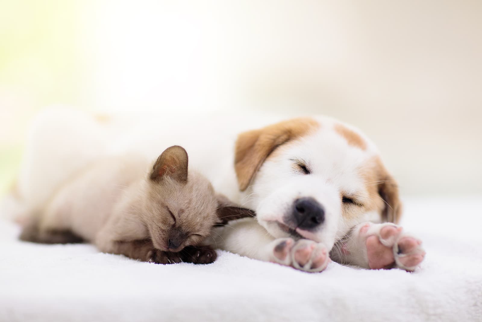cat and dog sleeping