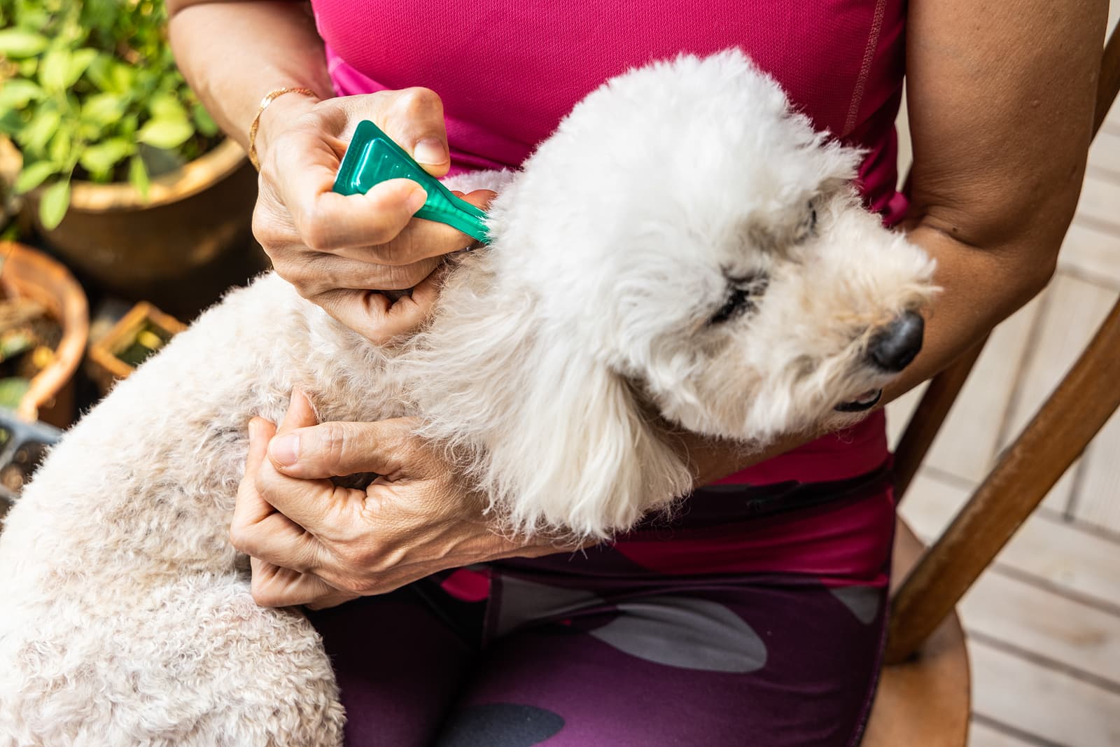 white dog getting tick preventative