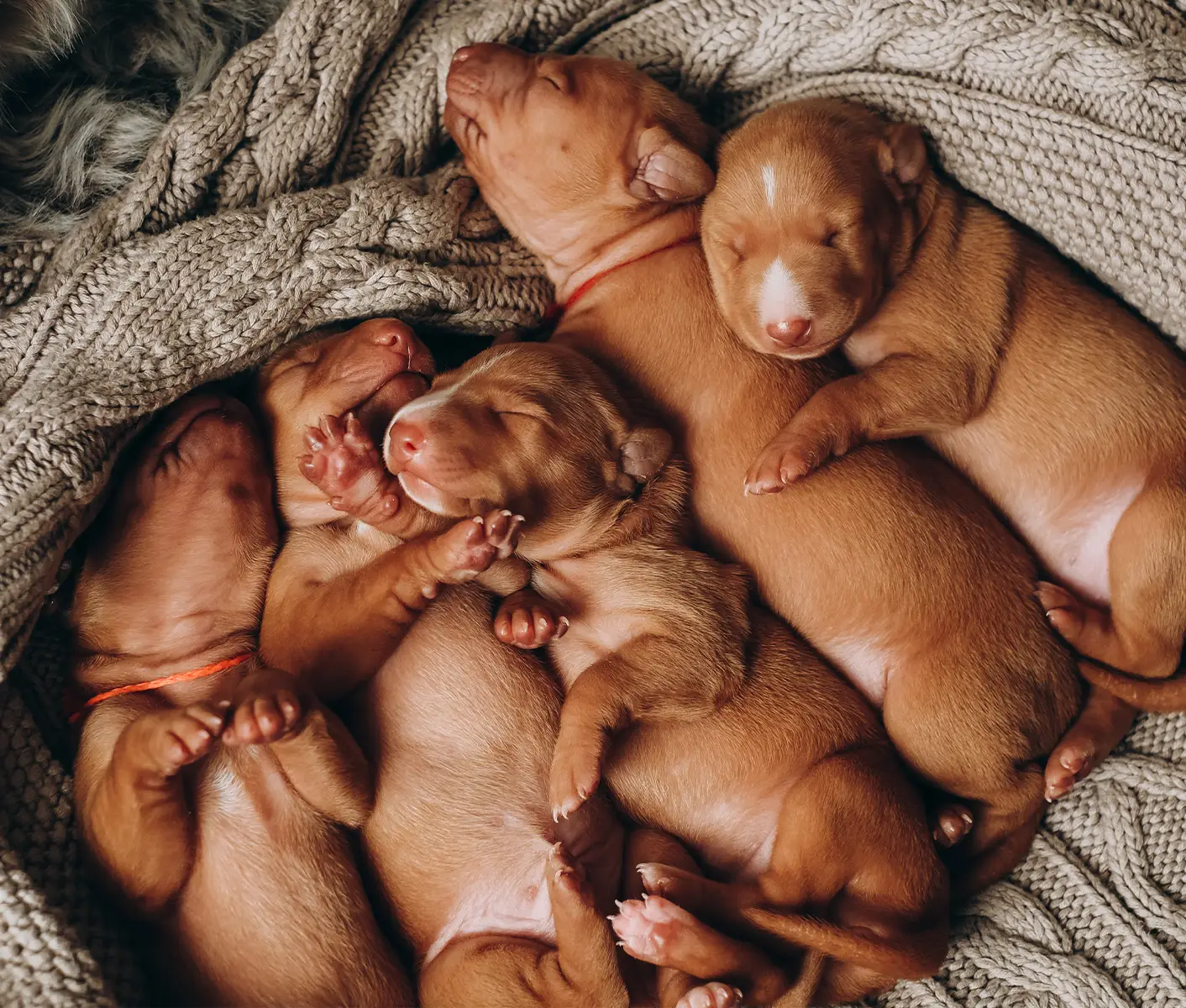 newborn puppies