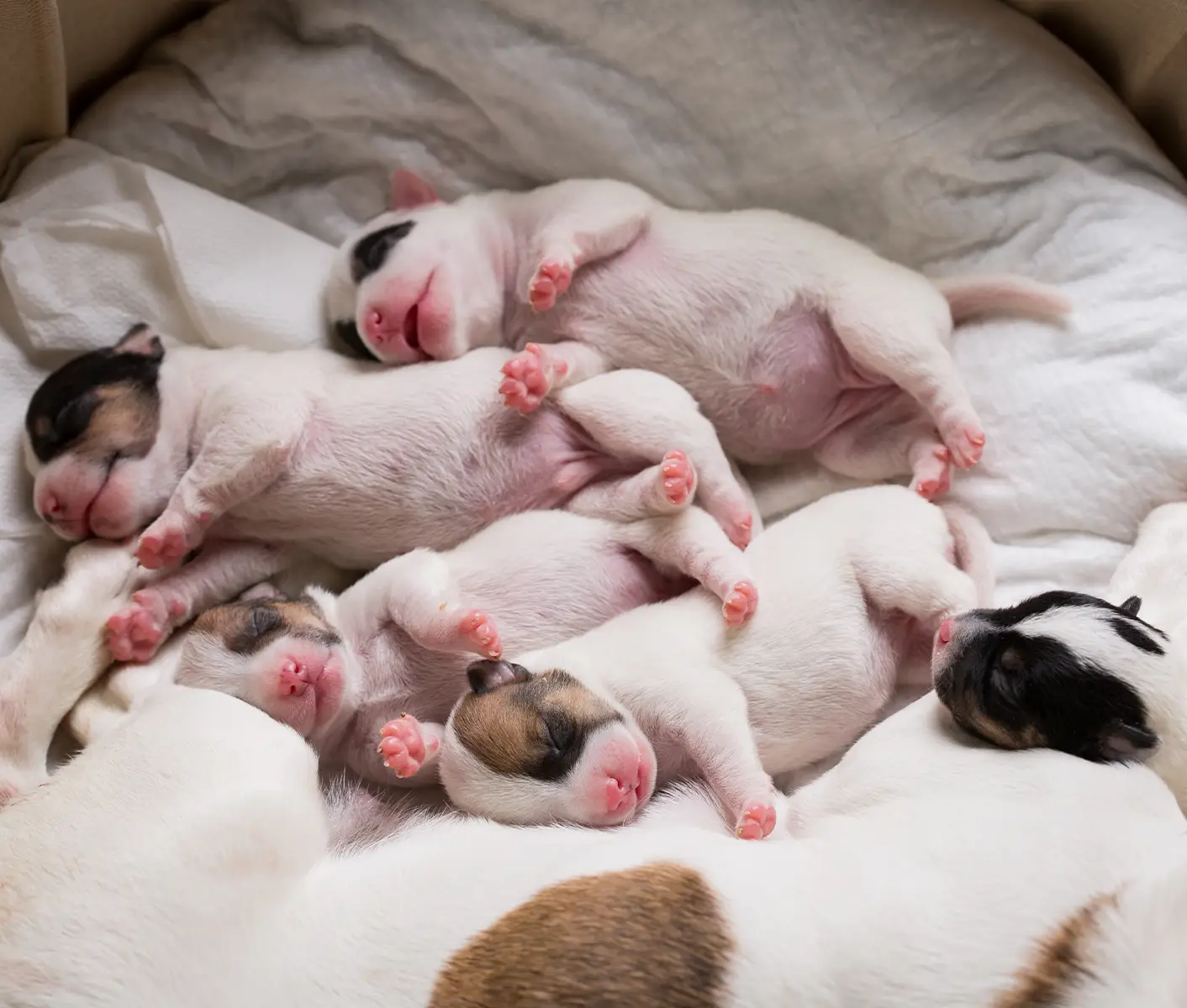 newborn puppies