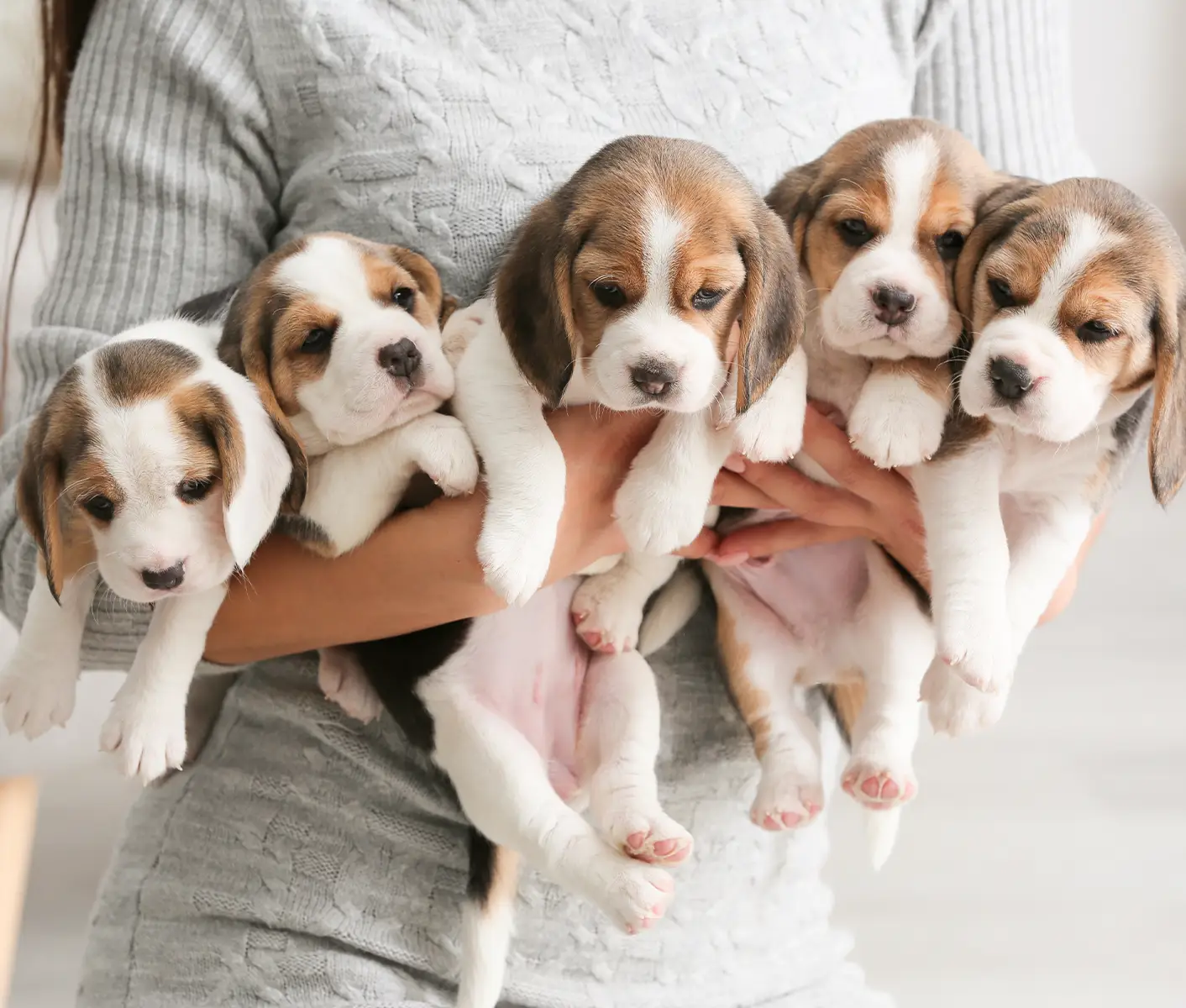 puppies