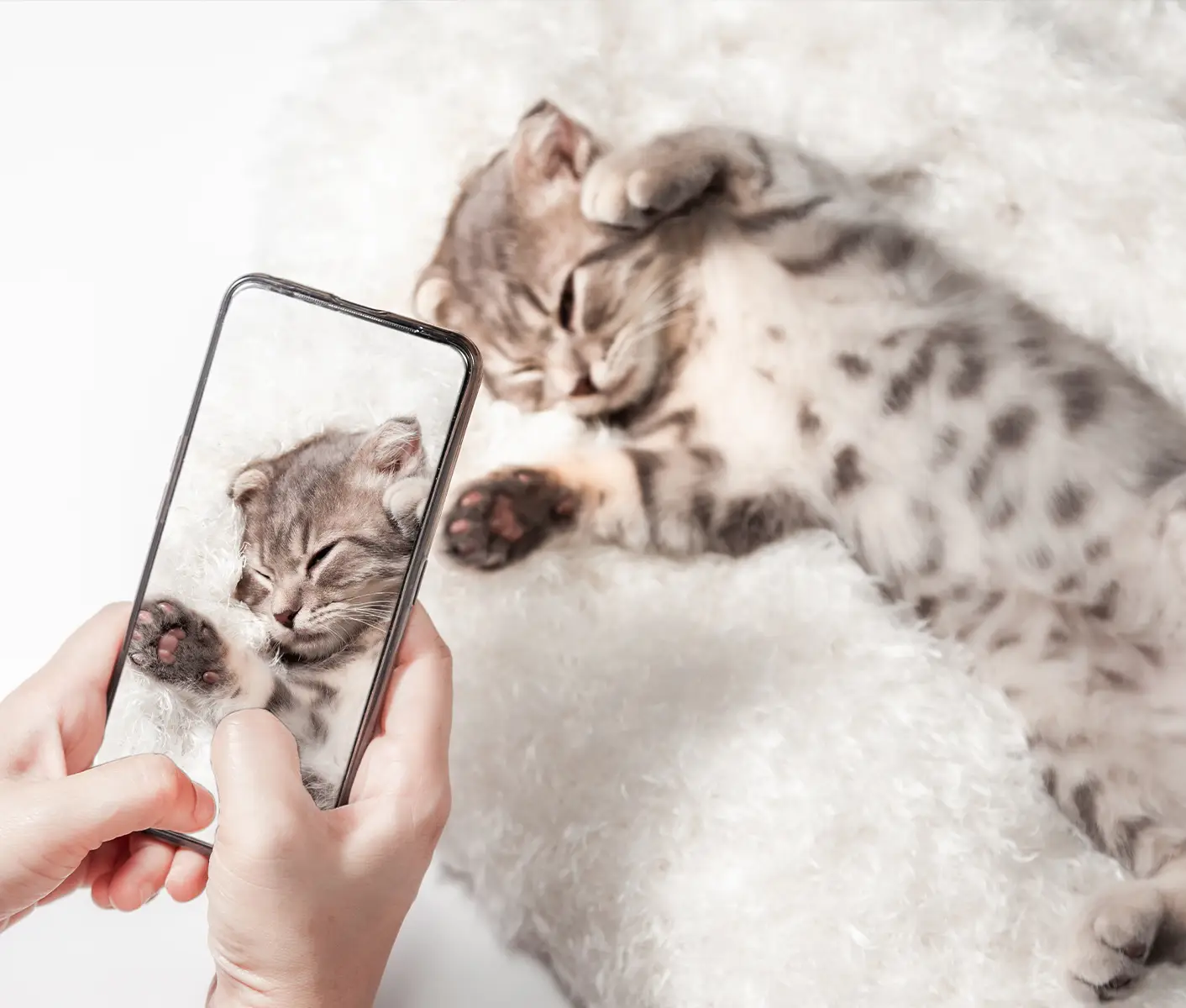 cat getting picture taken