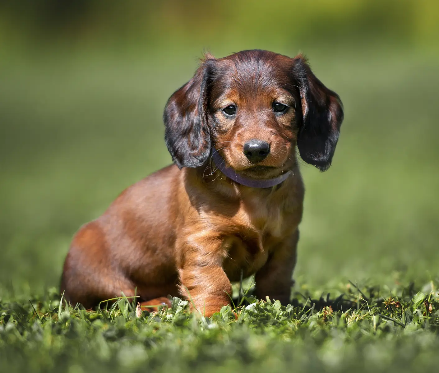brown puppy