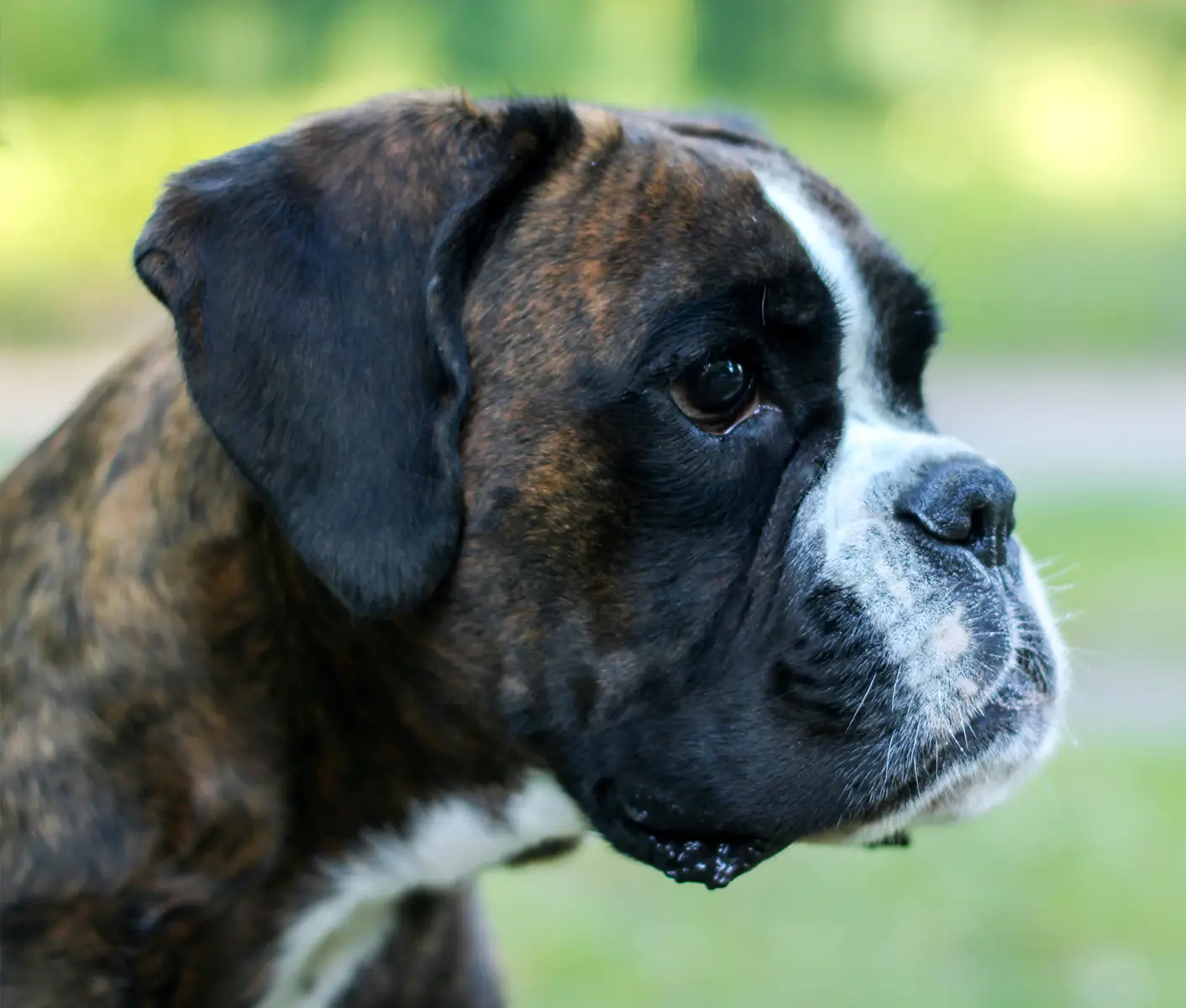brown dog