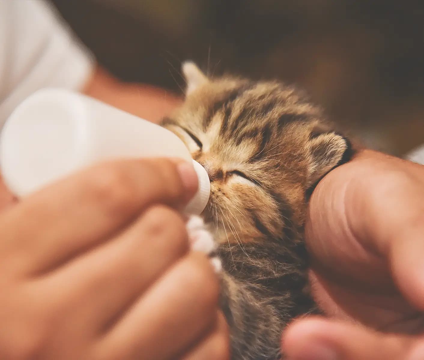 kitten bottle feeding