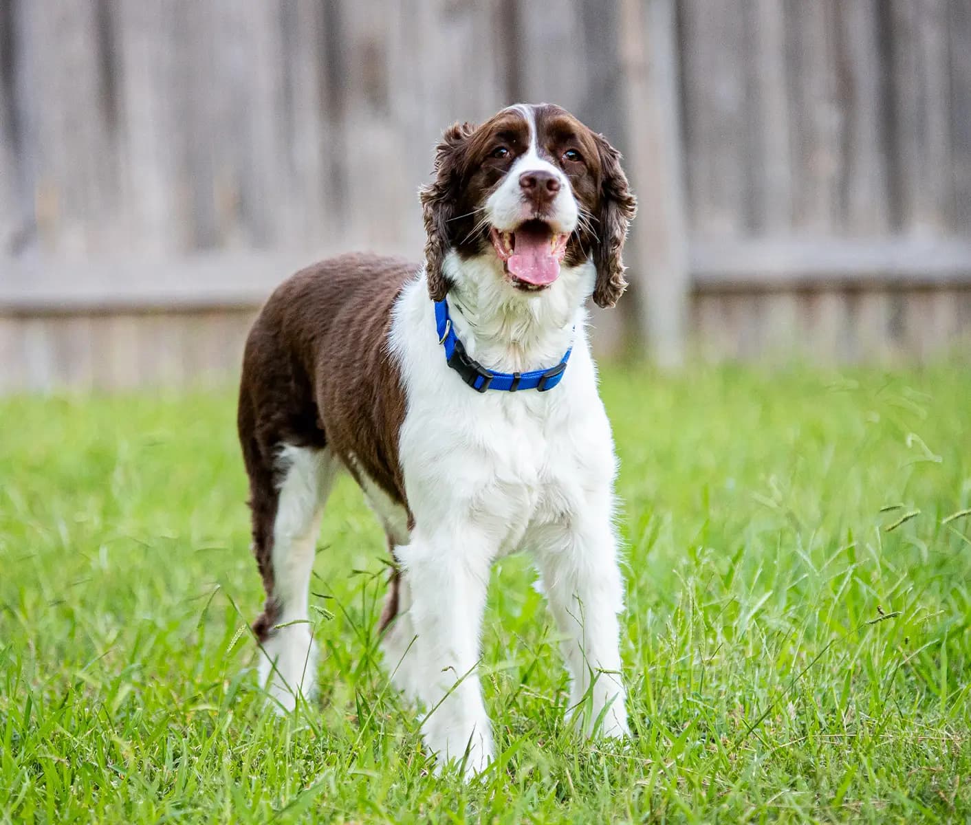dog in grass