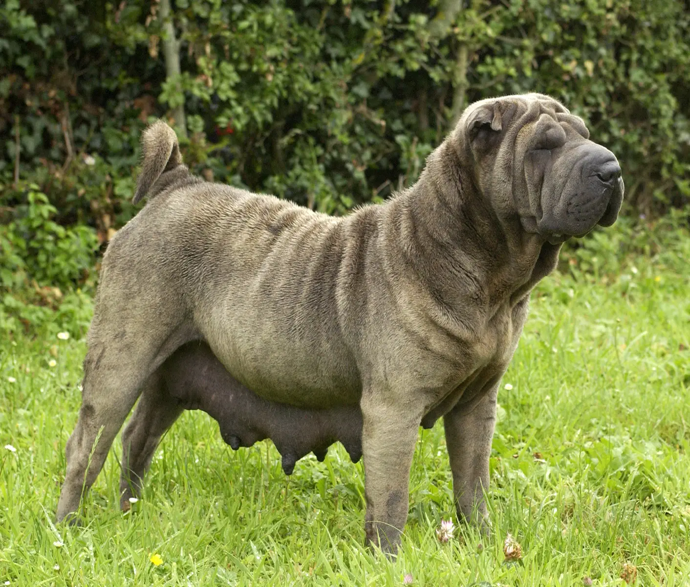 pregnant dog
