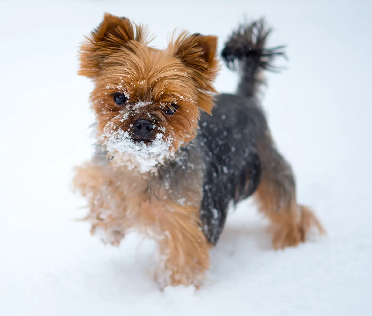 dog in snow