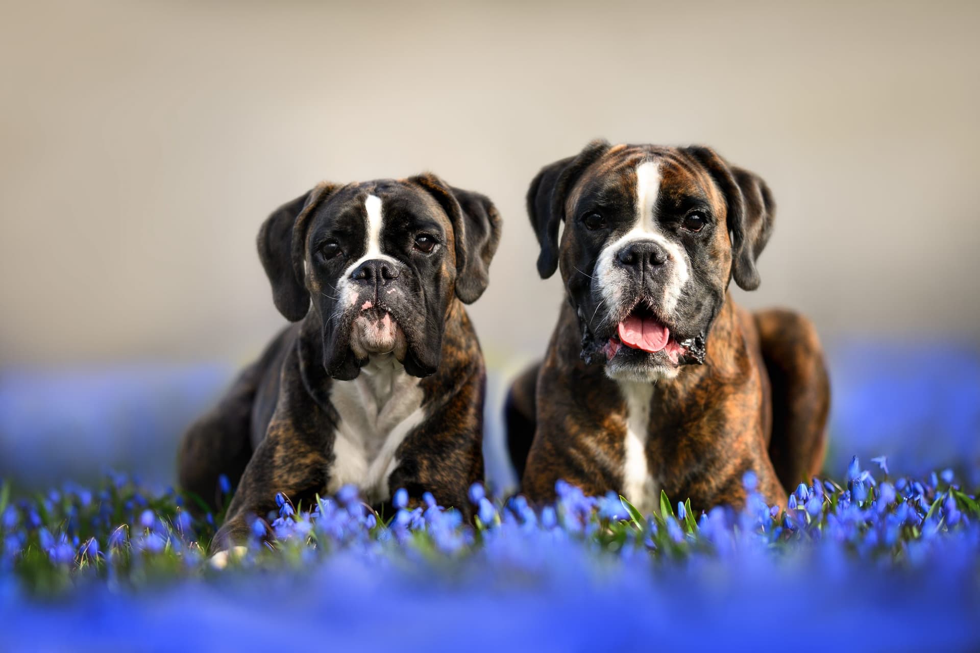 two dogs