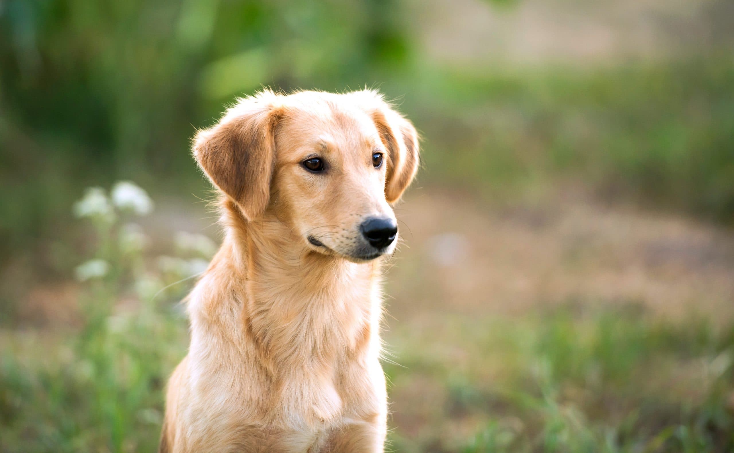 dog in field