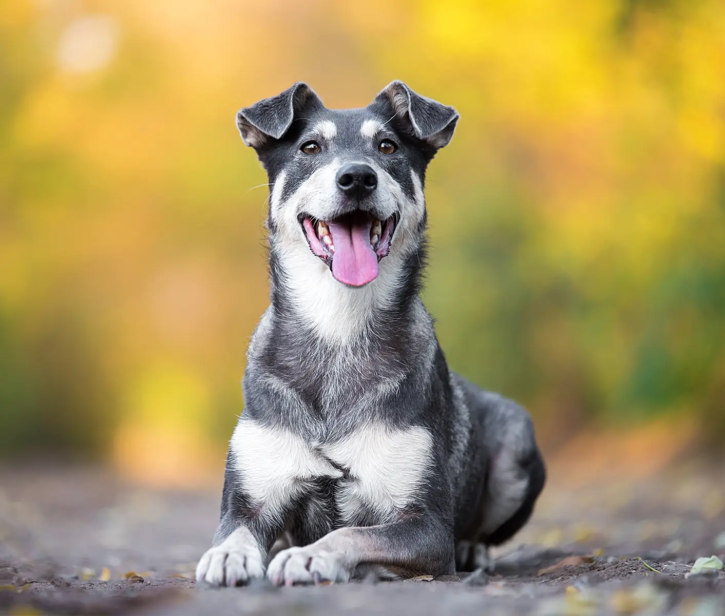 dog on a rock