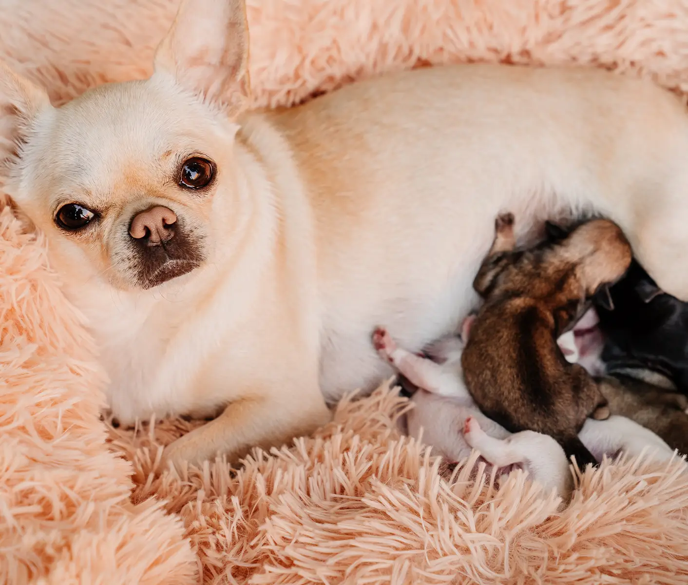 dog with puppy