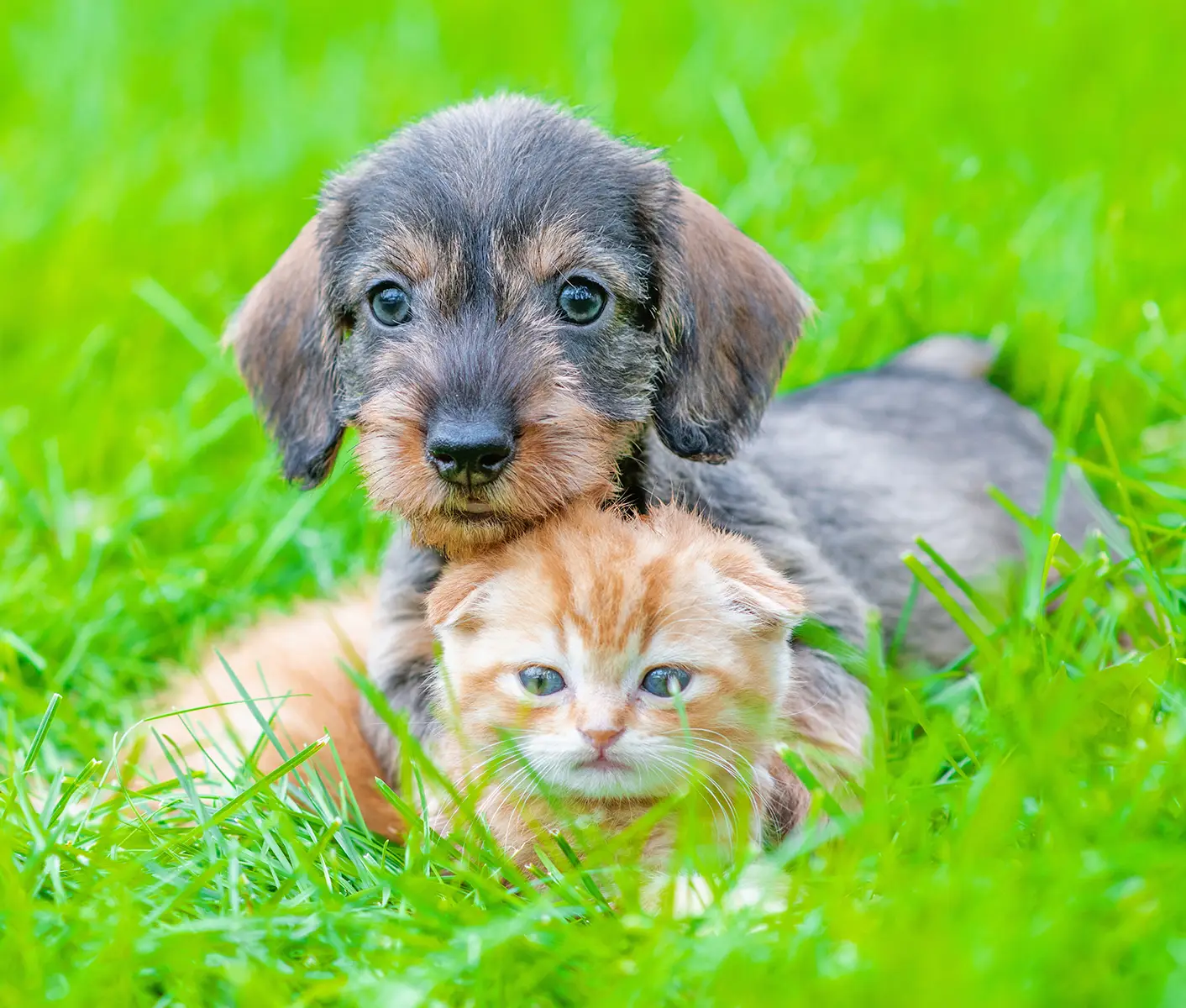 dog and cat in grass