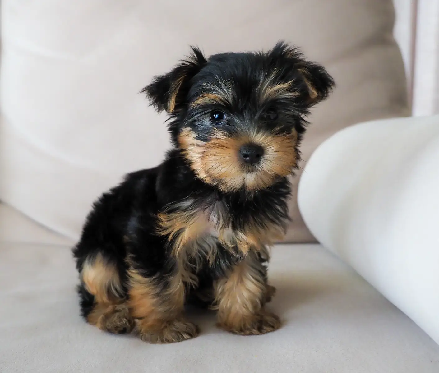 teacup puppy