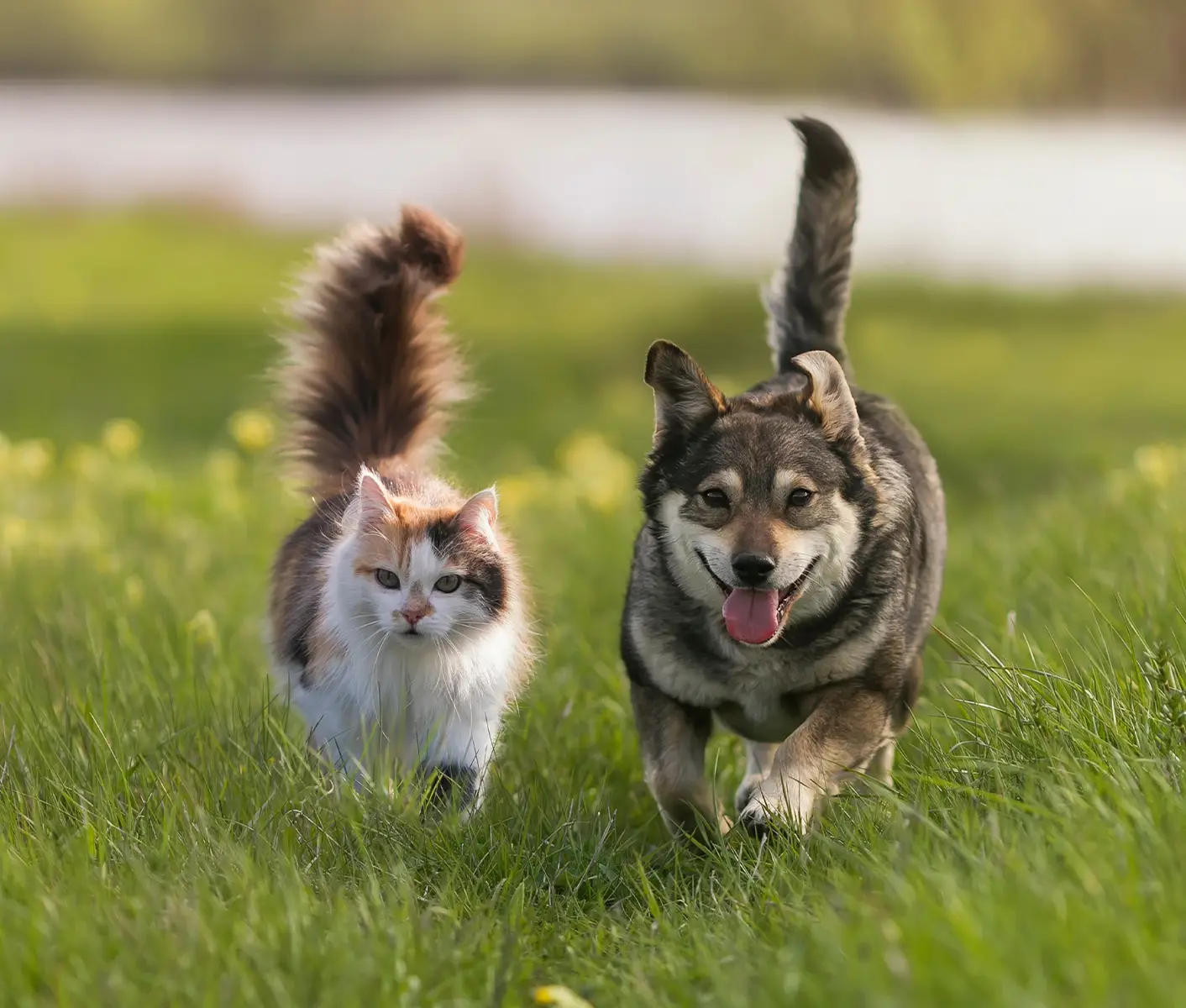 dog and cat outside