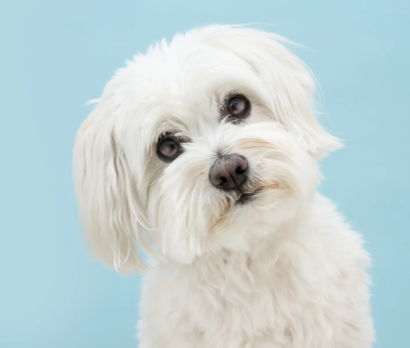white dog