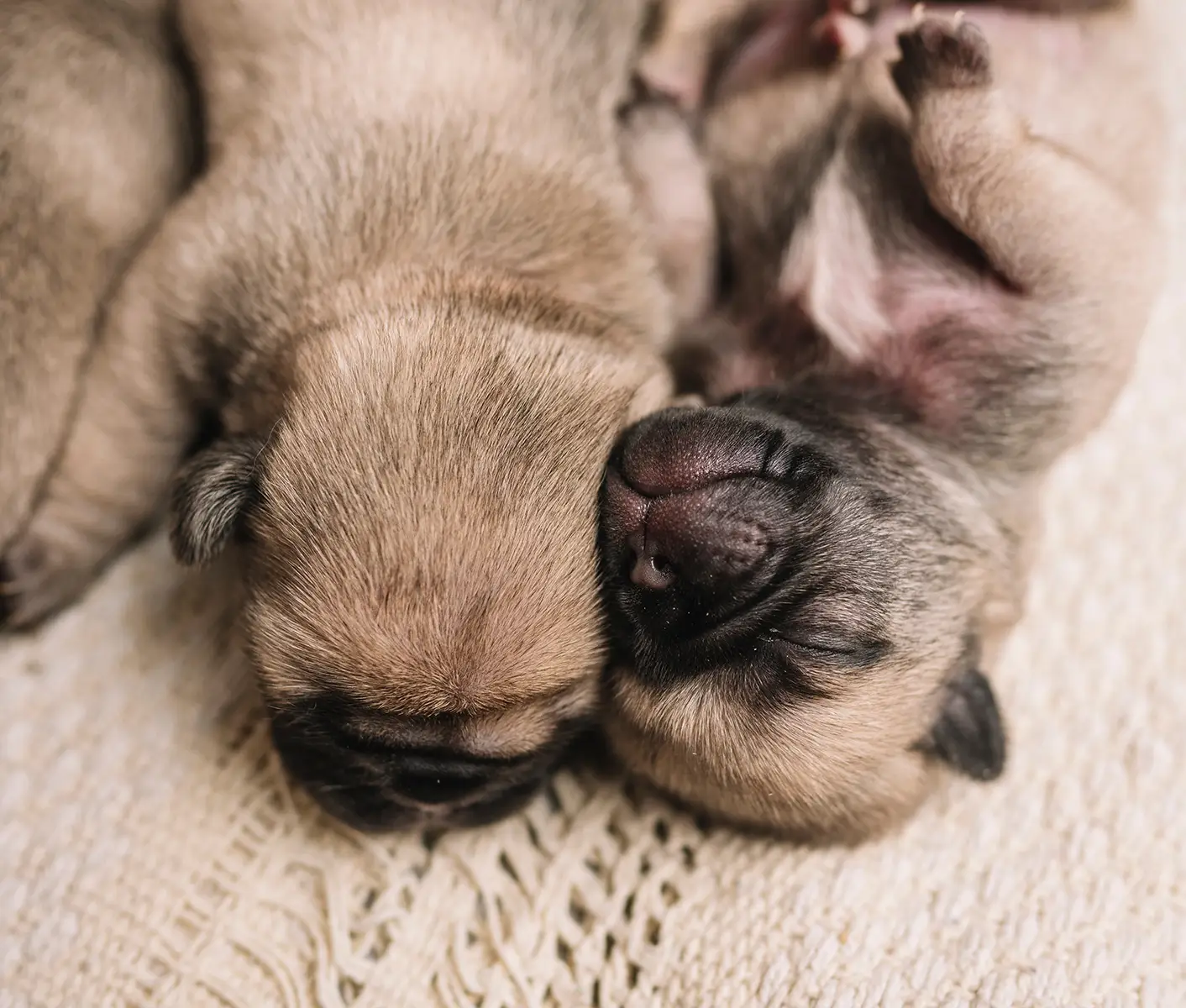 newborn puppies