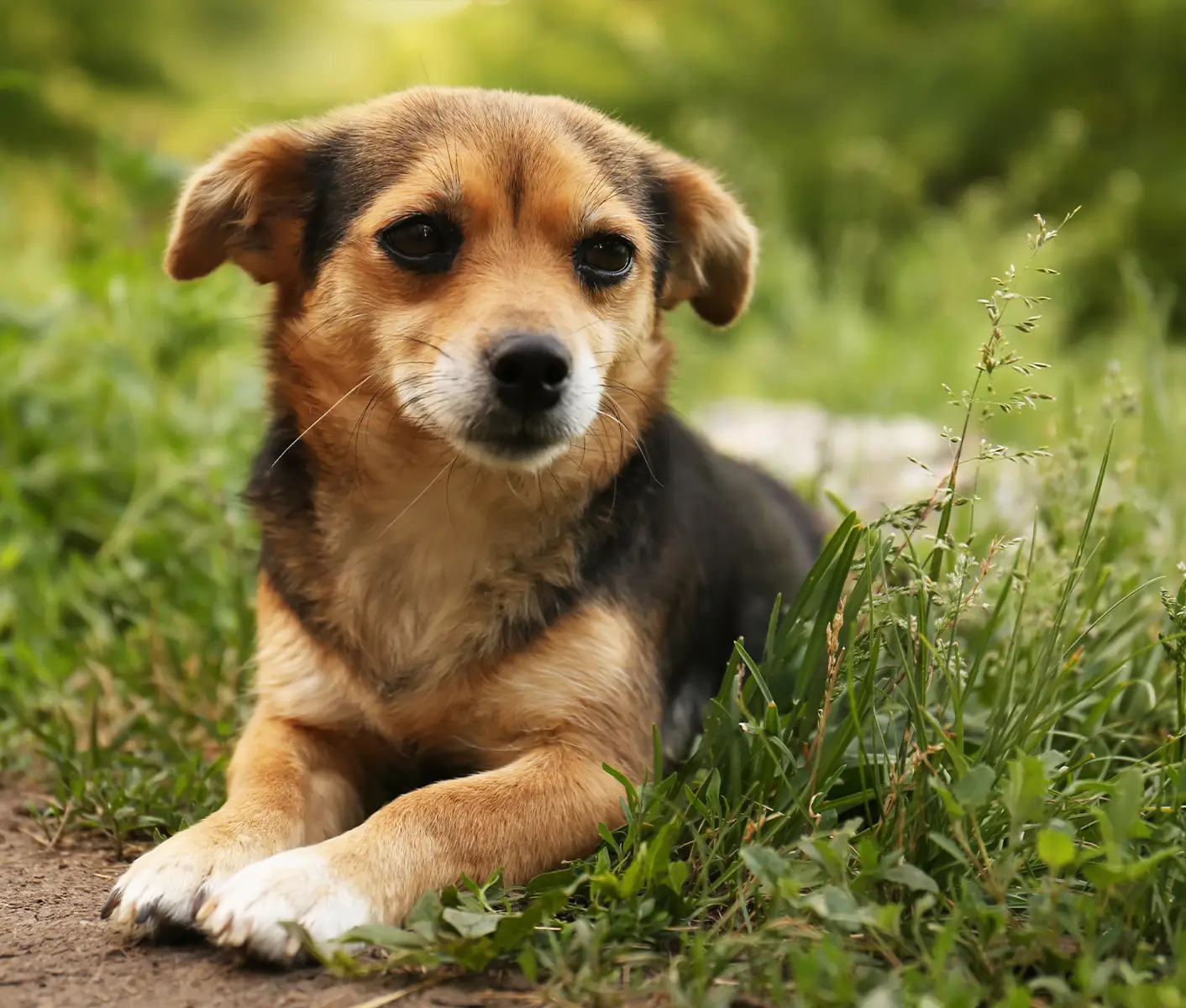 dog in grass