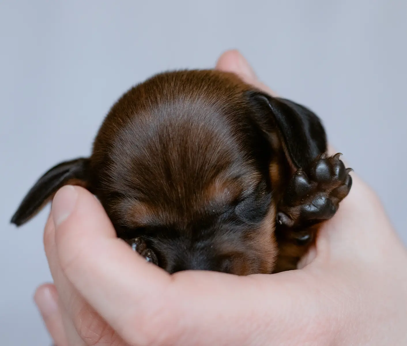 newborn puppy