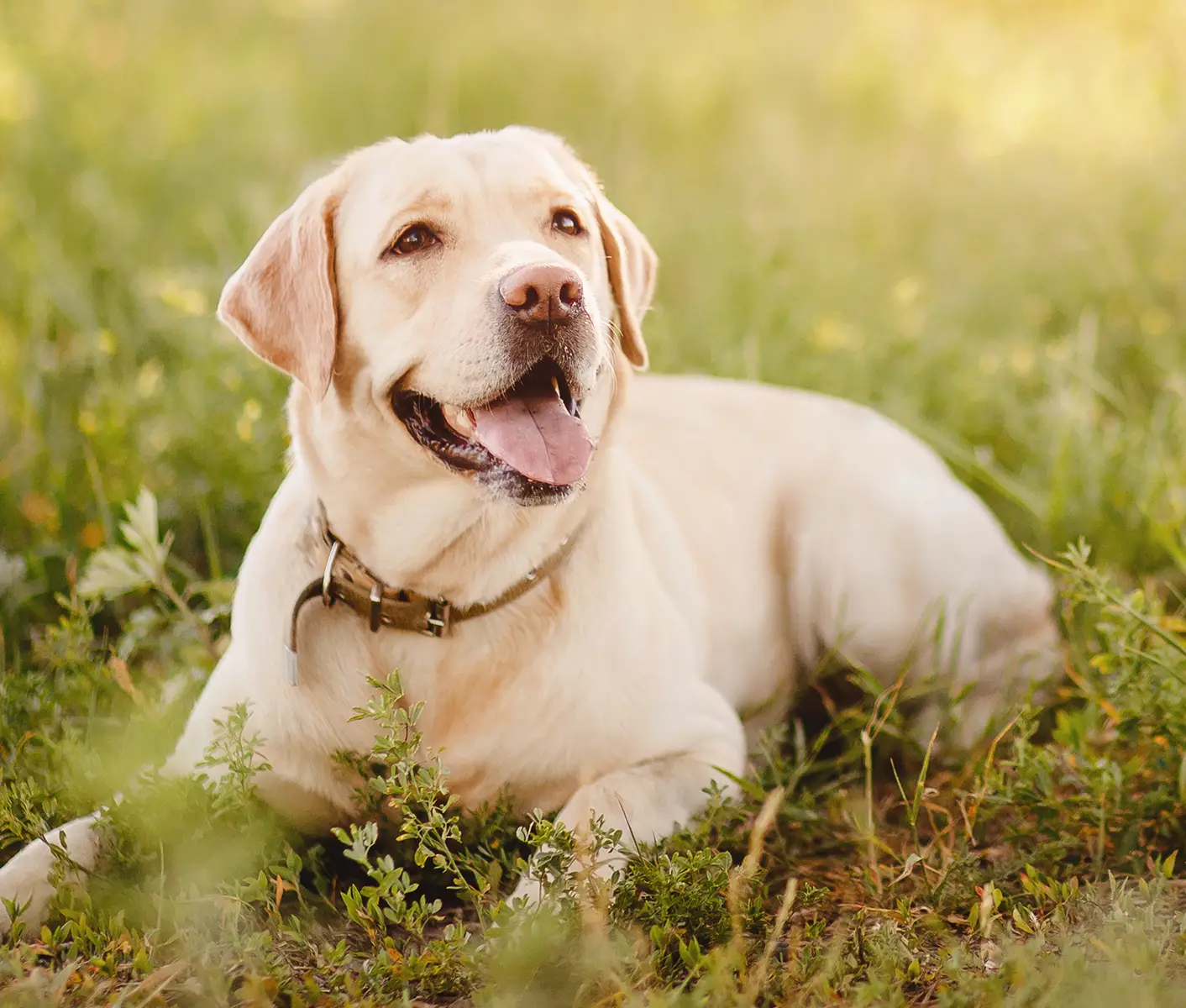 dog in grass