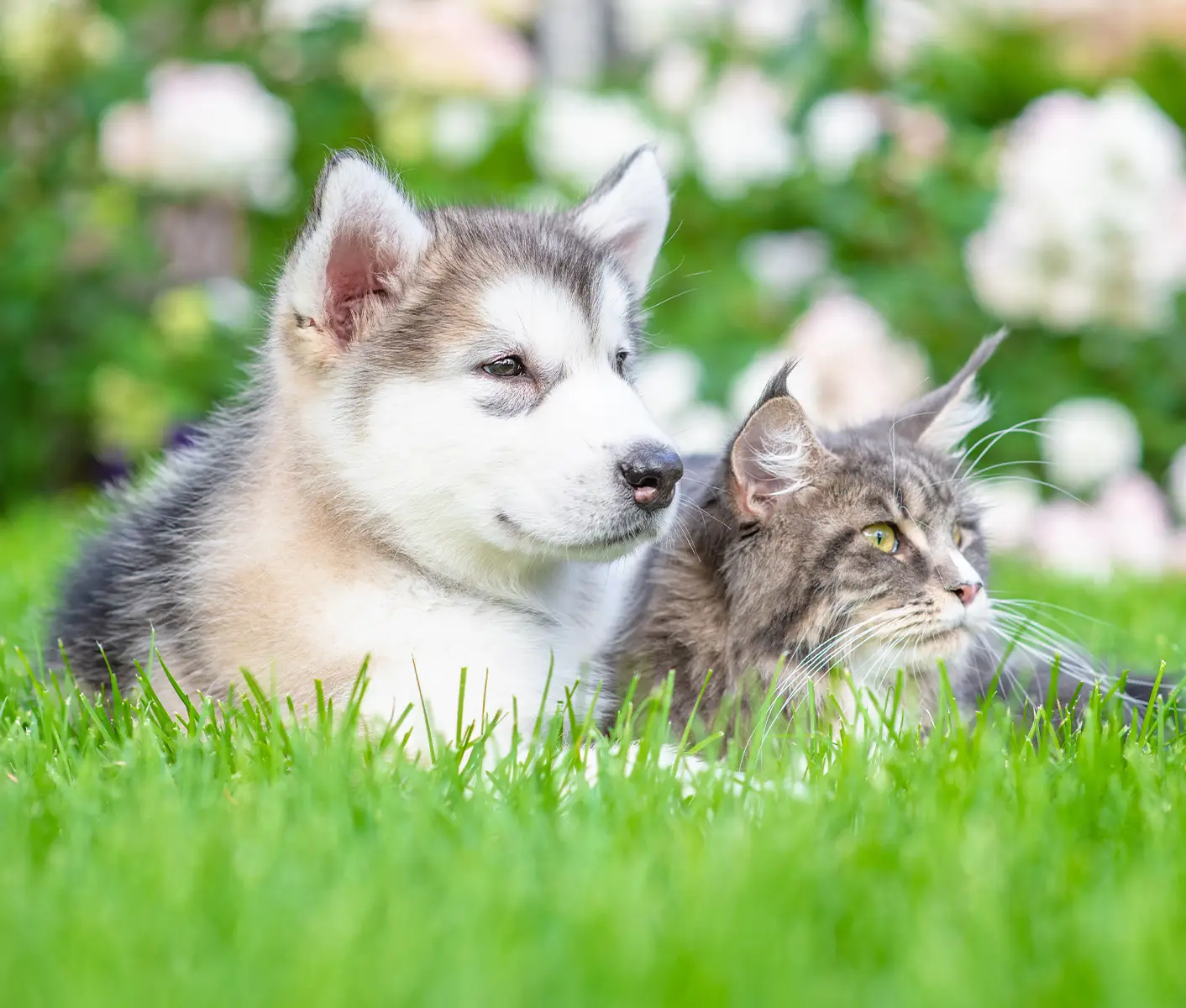 dog and cat in grass