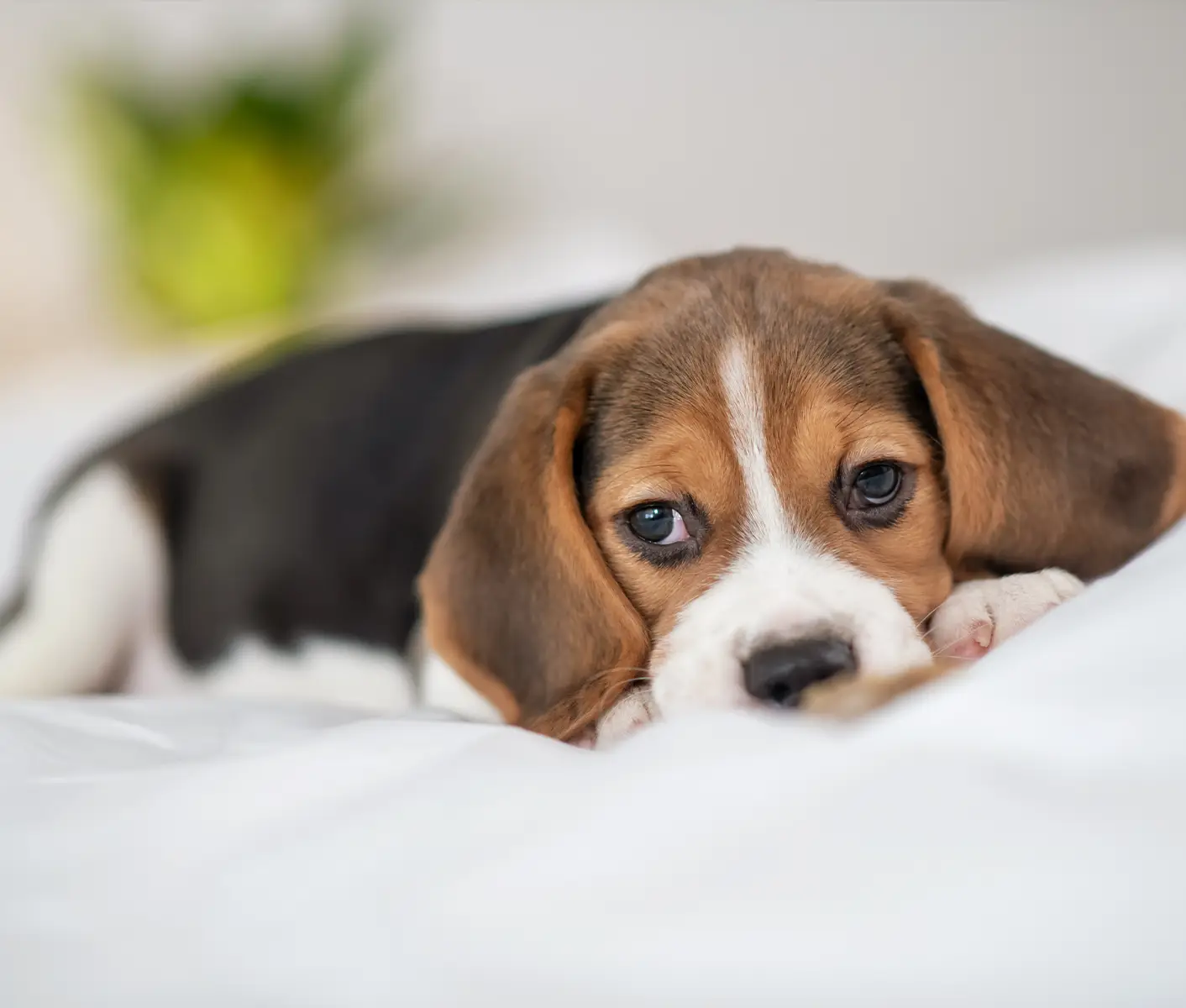 beagle puppy