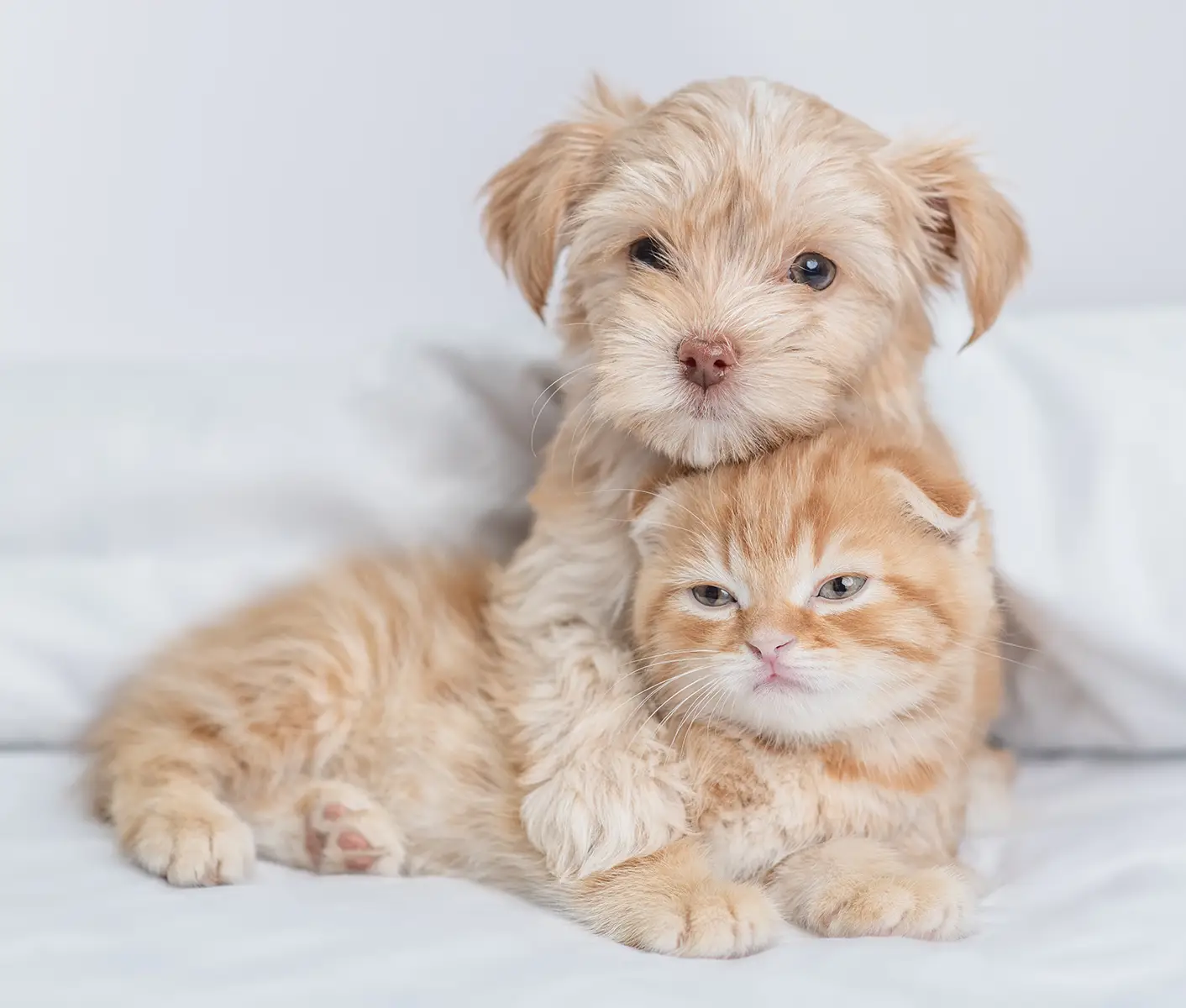 puppy and kitten