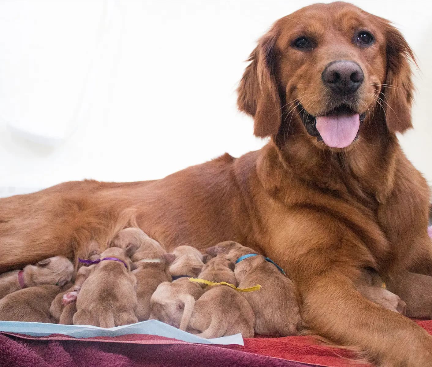 dog nursing puppies