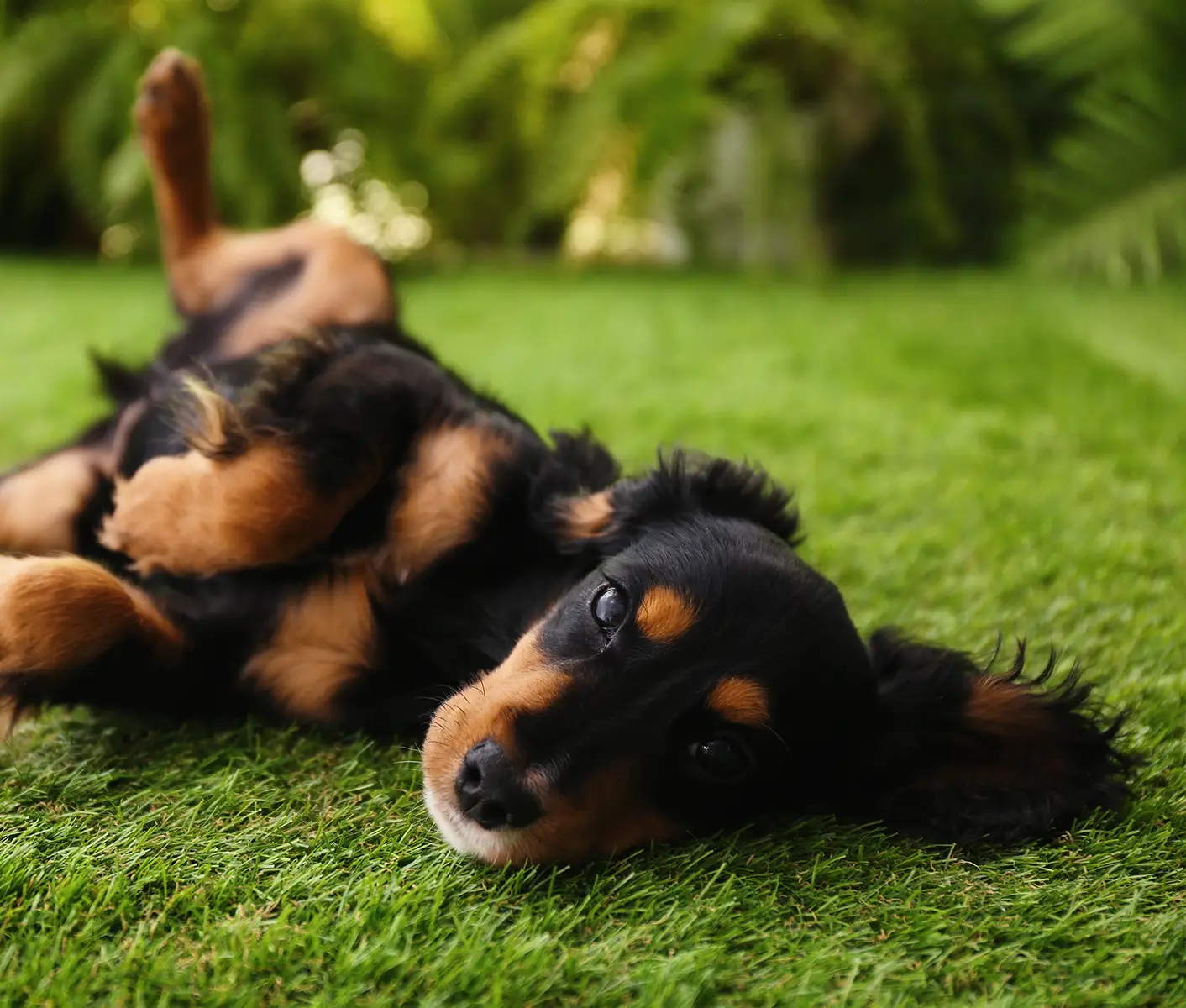 dog in grass