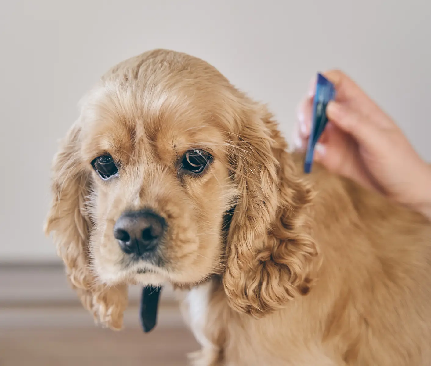 dog getting flea treatment