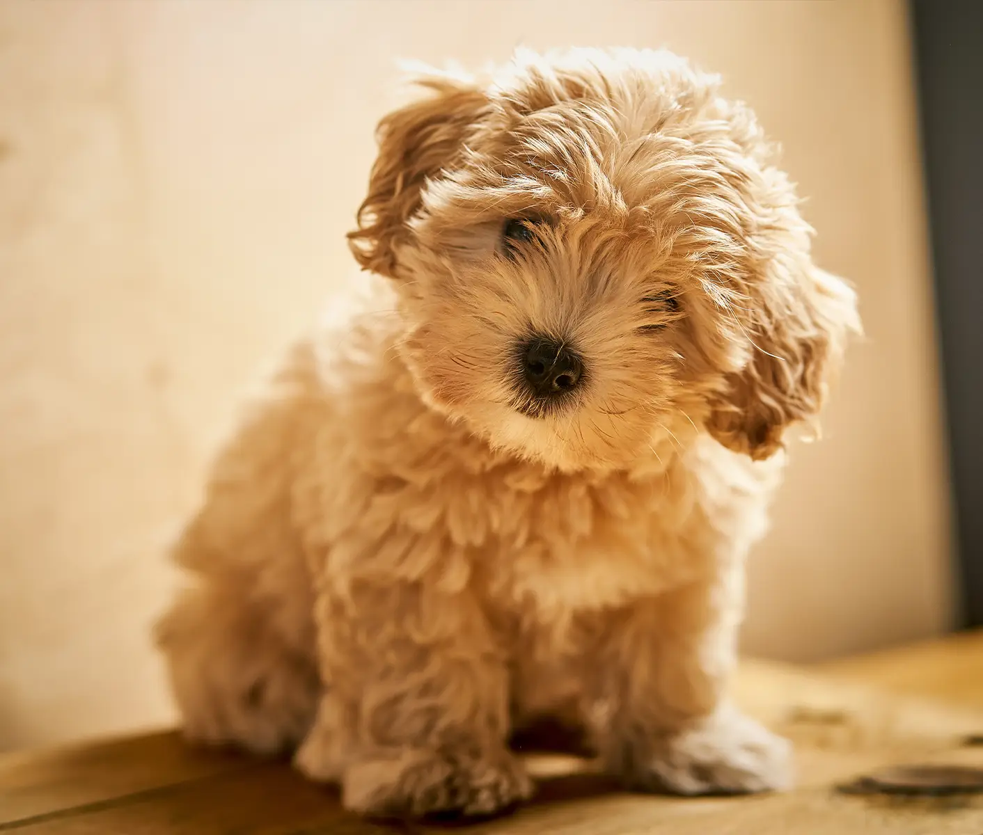 puppy